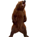 yellbearRight