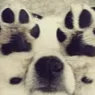 hideface