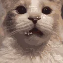 ConfusedCat