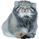 Dunzi