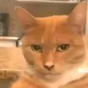 gatochad gatochad