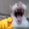CATLAUGH CATLAUGH