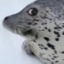 ibegyourFINESTpardon