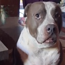 biscuit Discord Emoji - SD | RapidGems