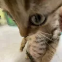 cat_watdahelli