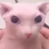 cat_bingus_stare