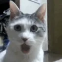 catgasp