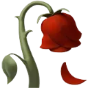 wilted_rose
