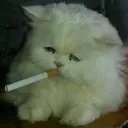 Catlongday