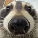 rakunstare