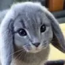 cabbit