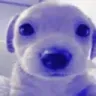 bluedog