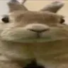 slungus