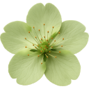 RT_Flower Discord emoji
