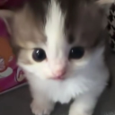 gato2 Discord sticker | Mundo dos Animes - Br