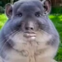 :brotato: