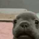 tf