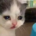 catsad