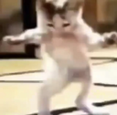 Tanzende_Katze custom emote from Emmys Universe