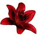 ea_flower Discord emoji