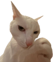 supbbg Discord sticker | ✧ 𝙁 𝙀 𝙍 𝘼 𝙇 ✧