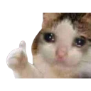488481catthumbsupsad Discord Emoji - DTN