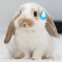 nervous_bunny nervous_bunny