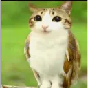 meowl