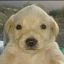 perrito custom emote | 💖Twinkhub🩵