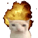 84385boomcat