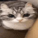 catboom