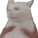 shakecat