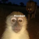 cooked