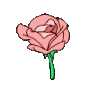 pinkrosebloom