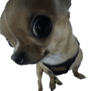 DogAyo Discord sticker - ShimadaX