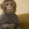 waiting_monkey animated Discord emote from ShimadaX