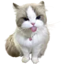 cattongue