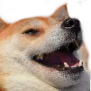 paws_laugh
