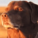 Nervousdog custom emote from BeeCraft