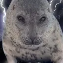 Seal