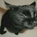 Side_eyecat custom emote | ✧･ﾟ: ✧･ﾟ: 𝙎𝙩𝙧𝙖𝙮𝙨 :･ﾟ✧:･ﾟ✧