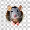 Rat