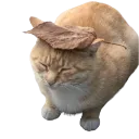 Mossed_React