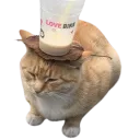 Bobo_React