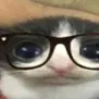 gatito