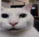 cannycat cannycat