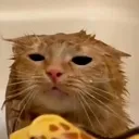 bleh