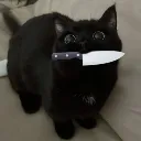 knife_cat