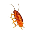 rave_roach