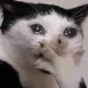 Cat_Cry custom emote from 2904 • Social •  Chill •  Hangout